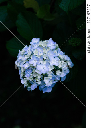 繡球花在雨中濕潤 繡球花在雨中濕潤 127197357