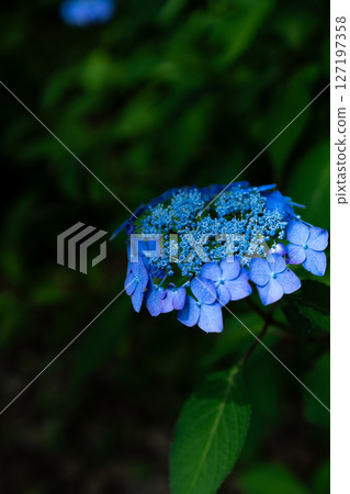 繡球花在雨中濕 127197358
