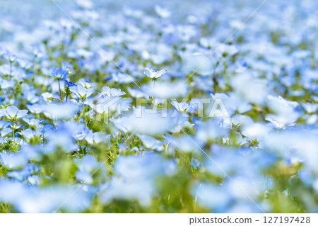Blue Nemophila Blue Nemophila 127197428