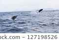 Humpback whale double breach 127198526