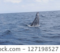 Humpback whale head slap 127198527