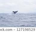 Humpback whale bleach 127198529