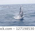 Humpback whale head slap 127198530