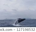 Humpback whale bleach 127198532