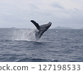 Humpback whale bleach 127198533