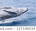 Humpback whale breaching sideways 127198534