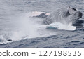 Humpback whale bleach 127198535
