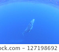 Humpback whale calf 127198692