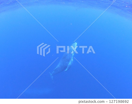 Humpback whale calf 127198692