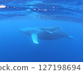 Humpback whale mother and child floating 127198694
