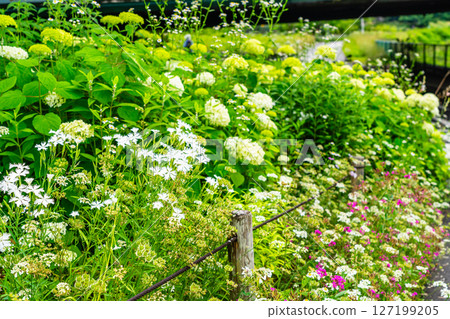 Flower bed with Annabelle and white dianthus blooming Flower bed with Annabelle and white dianthus blooming 127199205