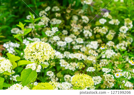 Flower bed with Annabelle and Orleans blooming 127199206