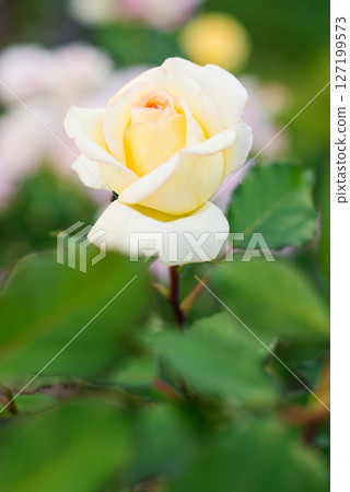 Yellow Cream Rose Blooming Outdoors 127199573