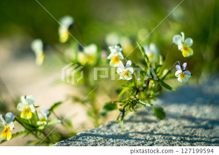 Delicate Pansies flowers in spring Delicate Pansies flowers in spring 127199594
