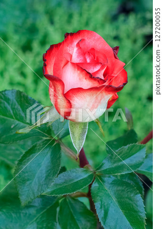 Rose bud on the stem with a garden bed on the background. Rose bud on the stem with a garden bed on the background. 127200055