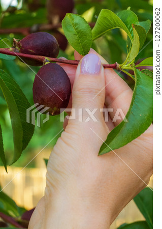 Nectarine tree with unripe fruits growing in the orchard. Nectarine tree with unripe fruits growing in the orchard. 127200062