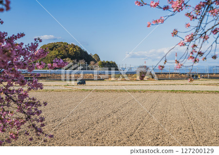 Kawazu cherry blossoms and the Shinkansen at Usayama Park in Iwata City (Shizuoka Prefecture) 127200129