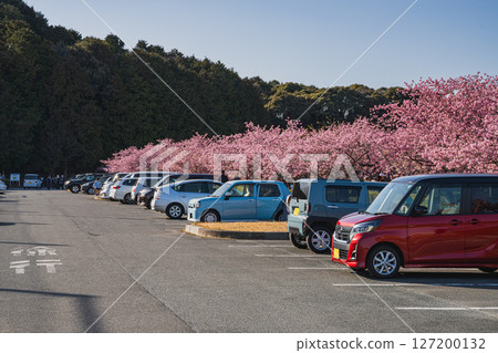 磐田市宇佐山公園的河津櫻花（靜岡縣） 127200132