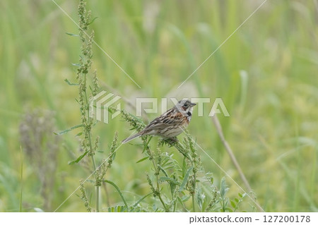 A red-flanked bunting resting on a stem A red-flanked bunting resting on a stem 127200178