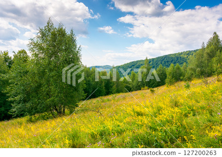 landscape with forest on the hill in summer. beautiful scenery with trees under blue sky with white fluffy clouds. sunny day. peaceful weather wallpaper 127200263