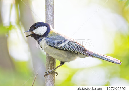 A great tit singing while perched on a branch 127200292