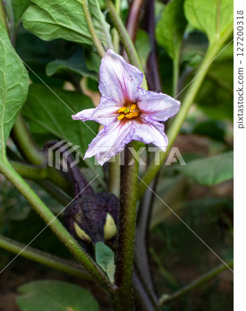 Eggplant flower blooms in the garden, eggplant flower stalk hangs on its bush 127200318