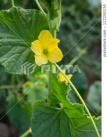 Flowers of the day Growing in the garden Flowers of the day Growing in the garden 127200334