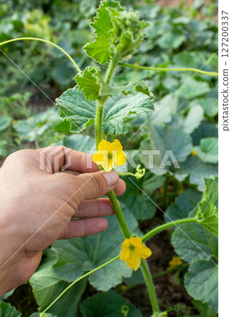 Farmer holds melon flowers and shows them to camera Farmer holds melon flowers and shows them to camera 127200337