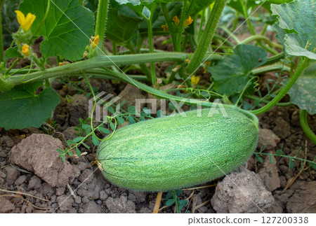 Unripe melon on a branch, unripe melon fruit growing in the garden 127200338