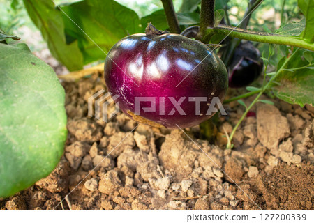 An eggplant hangs on a bush that grows in the garden. An eggplant hangs on a bush that grows in the garden. 127200339