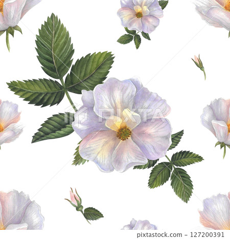Beautiful seamless watercolor floral pattern, spring summer background, dog rose, isolated on white background, hand drawn Beautiful seamless watercolor floral pattern, spring summer background, dog rose, isolated on white background, hand drawn 127200391