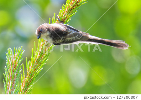 Young bird of enaga Young bird of enaga 127200807