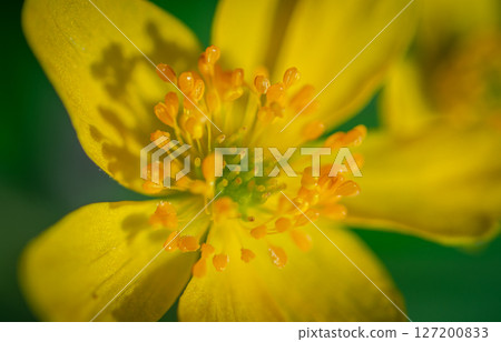 Macro buttercups with pistils and stamens Macro buttercups with pistils and stamens 127200833