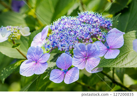 Blue hydrangea 127200835
