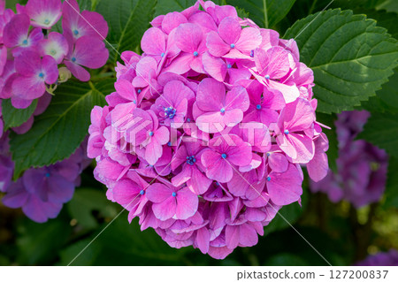 A close-up photograph of a cluster of hydrangea balls with numerous decorative flowers A close-up photograph of a cluster of hydrangea balls with numerous decorative flowers 127200837