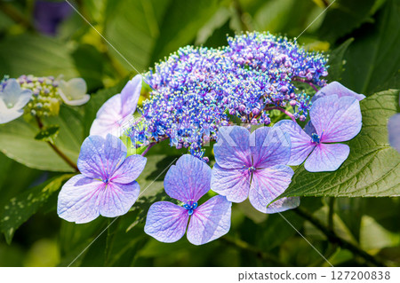 Blue hydrangea 127200838