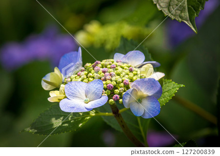 Blue hydrangea 127200839