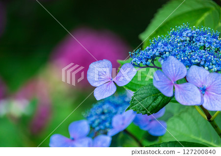 A beautiful hydrangea blooming in the rainy season 127200840