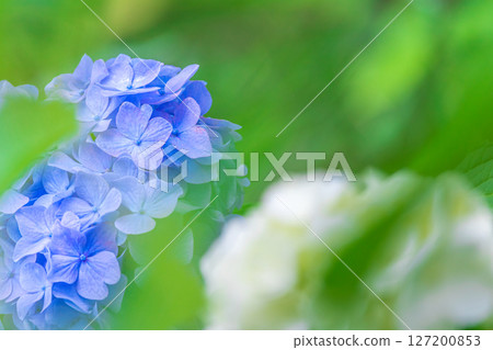 Blue hydrangea 127200853