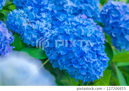 Blue hydrangea 127200855