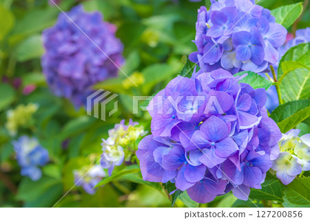 Purple hydrangea 127200856