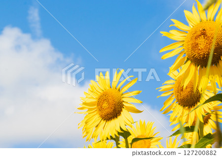 向日葵向藍天綻放 127200882