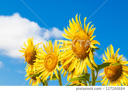Sunflowers blooming towards the blue sky Sunflowers blooming towards the blue sky 127200884