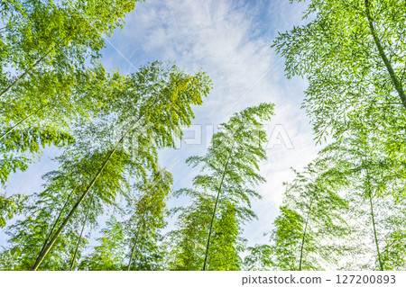 藍天白雲下，翠綠的竹林 127200893