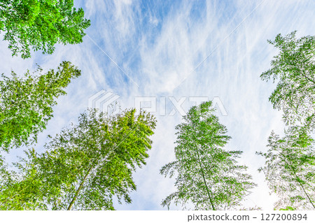 藍天白雲下，翠綠的竹林 127200894