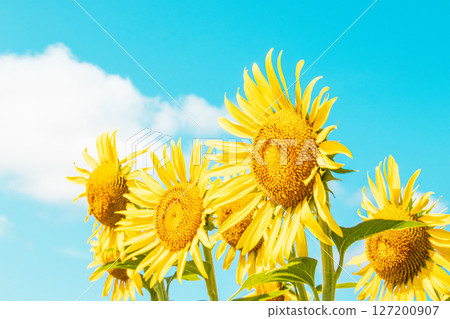向日葵向藍天綻放 127200907