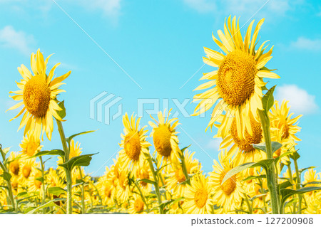 向日葵向藍天綻放 127200908