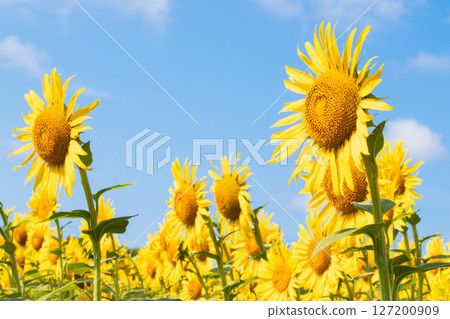 向日葵向藍天綻放 127200909