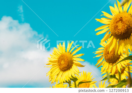 Sunflowers blooming towards the blue sky 127200913