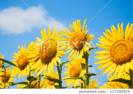 Sunflowers blooming towards the blue sky 127200929